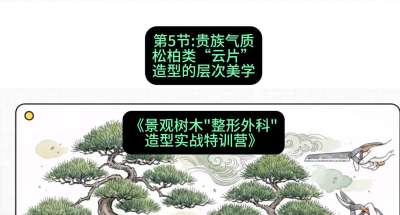 第05节：贵族气质&mdash;&mdash;松柏类&ldquo;云片&rdquo;造型的层次美学，课程：《景观树木&ldquo;整形外科&rdquo;造型实战特训营》#识农AI