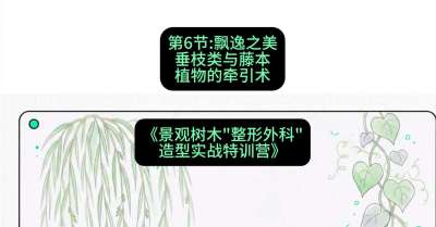 第06节：飘逸之美&mdash;&mdash;垂枝类与藤本植物的牵引术，课程：《景观树木&ldquo;整形外科&rdquo;造型实战特训营》#识农AI