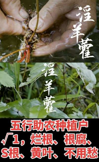 177，1907，0725，V 同号
1  老乡们！种淫羊藿不用乱买肥，咱这款专用肥，针对淫羊藿习性配的，壮苗防烂根，采收多卖钱，用过都回头！
2  咱种淫羊藿图的就是省心高产！专用肥薄肥勤施，苗不烧