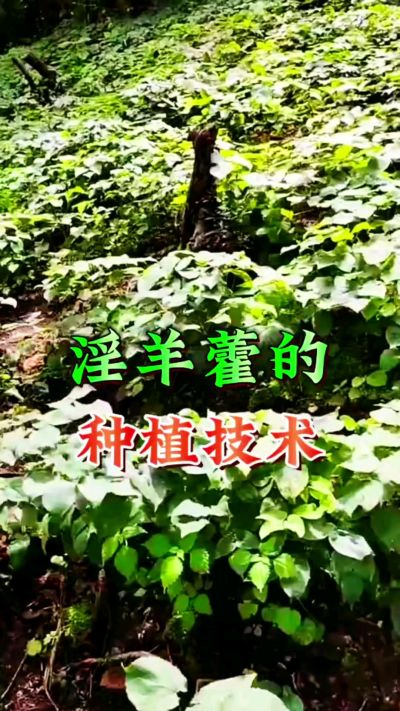 揭秘&ldquo;仙草&rdquo;淫羊藿的种植密码！耐严寒耐贫瘠，林下套种不占耕地，管理简单还能套种其他作物，一亩地的投入两亩地的收益～ 想返乡创业的赶紧码住！ #淫羊藿种植技术 #返乡创业项目 #药材种植指南 #农业新风