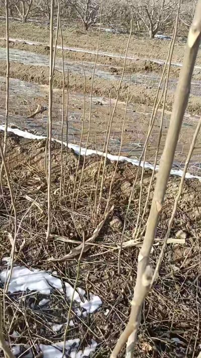臭椿苗，一年苗，需要联系我，全国包邮到家。18534302961
