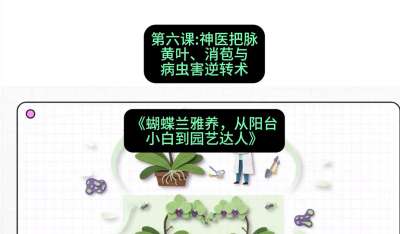 第六节：神医把脉：黄叶、消苞与病虫害逆转术，课程：《蝴蝶兰雅养六讲：从阳台小白到园艺达人》#识农AI