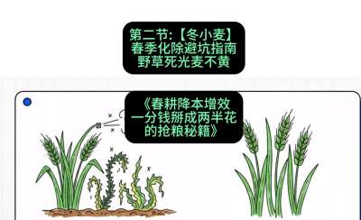第二节：【冬小麦】春季化除避坑指南，野草死光麦不黄