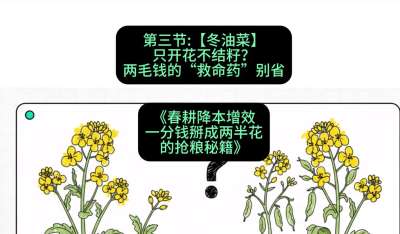 第三节：【冬油菜】只开花不结籽？两毛钱的&ldquo;救命药&rdquo;别省
