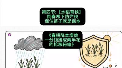 第四节：【水稻育秧】倒春寒下防烂秧，保住苗子就是保本