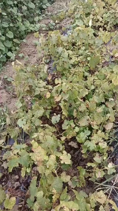 出售巨峰葡萄苗。药用连翘苗，科研五号优质种苗，2/5年苗，药用连翘树，挂果树，全国包邮到家！财富密码18534302961