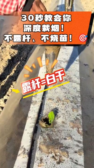 这个栽法太关键了！深栽是烤烟成活的根本，亲测有效！
