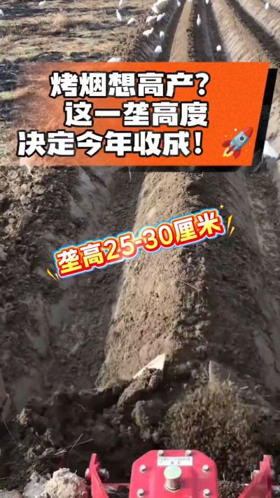 想让烤烟高产，就得从细节抓起。分享一点实打实的干货，只为帮大家少走弯路，种出好烟叶！🌱👍