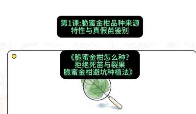 第1节：脆蜜金柑品种来源、特性与真假苗鉴别，课程：《脆蜜金柑怎么种？拒绝死苗与裂果，脆蜜金柑8步避坑种植法》#识农AI