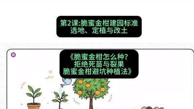 第2节：脆蜜金柑建园标准：选地、定植与改土，课程：《脆蜜金柑怎么种？拒绝死苗与裂果，脆蜜金柑8步避坑种植法》#识农AI