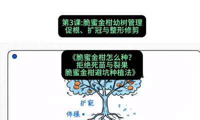 第3节：脆蜜金柑幼树管理：促根、扩冠与整形修剪，课程：《脆蜜金柑怎么种？拒绝死苗与裂果，脆蜜金柑8步避坑种植法》#识农AI