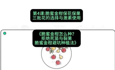第4节：脆蜜金柑保花保果：三批花的选择与激素使用，课程：《脆蜜金柑怎么种？拒绝死苗与裂果，脆蜜金柑8步避坑种植法》#识农AI