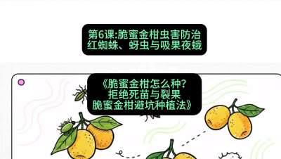 第6节：脆蜜金柑虫害防治：红蜘蛛、蚜虫与吸果夜蛾，课程：《脆蜜金柑怎么种？拒绝死苗与裂果，脆蜜金柑8步避坑种植法》#识农AI