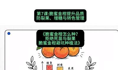 第7节：脆蜜金柑提升品质：防裂果、增糖与转色管理，课程：《脆蜜金柑怎么种？拒绝死苗与裂果，脆蜜金柑8步避坑种植法》#识农AI