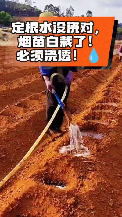 烤烟移栽定根水这么浇，烟苗稳活不僵苗！水里加点它，缓苗快、长势壮，种烟新手必看！