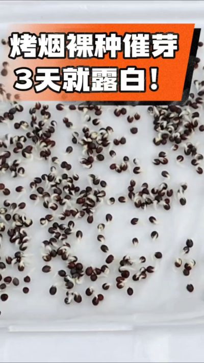 烤烟裸种催芽小技巧，清水浸泡、保温保湿，3天就能露白，出苗快又齐！烟农朋友收藏备用～