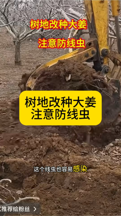 树地改种大姜，注意防线虫！