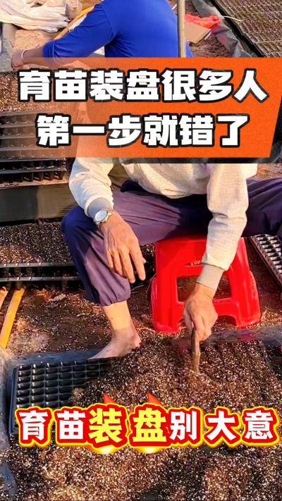 烤烟育苗基质装盘，一步做对，出苗整齐又壮苗！装盘技巧记牢，少走弯路，育苗更省心