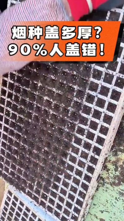 烟种盖多厚？90%烟农都盖错！薄盖才出苗齐、不闷种，烤烟育苗关键一步，照着做就对了
