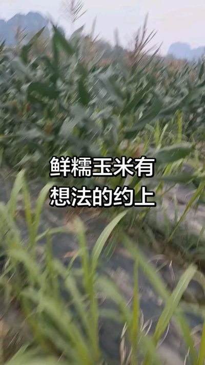 农户种植的白糯玉米大量上市，助农帮农在行动