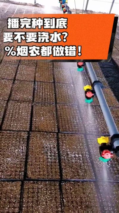 烤烟播完种一定要浇透底水，喷雾慢浇、别大水冲，盘底漏水才算到位，出苗又齐又壮！#烤烟育苗 #烤烟种植 #烟农干货 #育苗技术