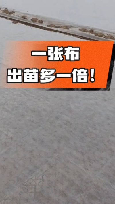 烤烟育苗盖无纺布，保温保湿出苗齐，不烂种、出苗快，烟农必备小技巧！