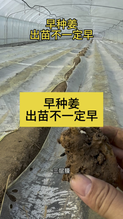 早种姜，出苗不一定早！