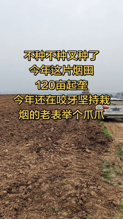 不种不种又种啦，还在咬牙坚持栽烟的老表集合啦！