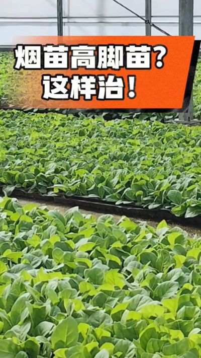 烤烟齐苗期管理关键：精准控温，防高脚苗，培育壮苗好上手！