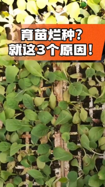 烤烟育苗烂种？3个原因讲清楚！消毒、控水、控温，做到就苗齐苗壮🔥
#烤烟育苗 #烤烟种植 #烂种防治 #烟农