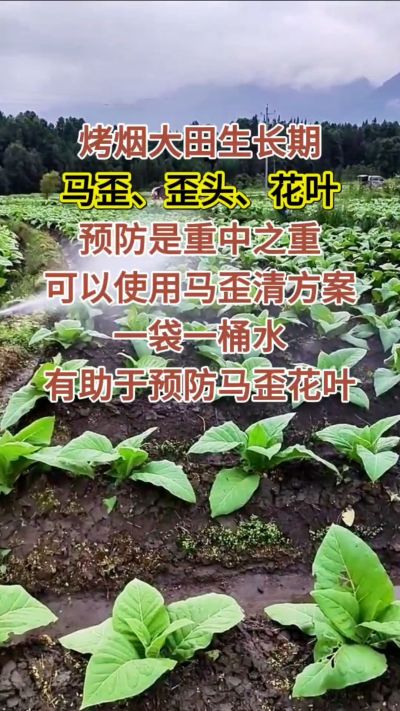 烤烟大田生长期，马歪歪头花叶预防是重中之重，可以使用马歪清方案，一袋一桶水，有助于预防马歪花叶。
烤烟管理早做一步，后期少操心！#烤烟种植#烤烟管理#烤烟大田管理#烤烟病害防治